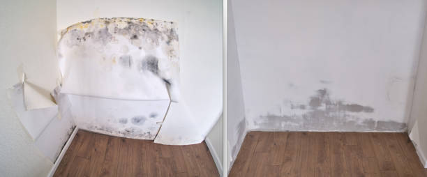 Attic Mold Removal in Blossburg, PA